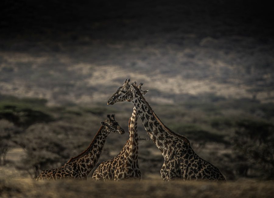 African Safaris - African Wildlife Photography Safaris - East Africa Safaris - Kalama Safaris