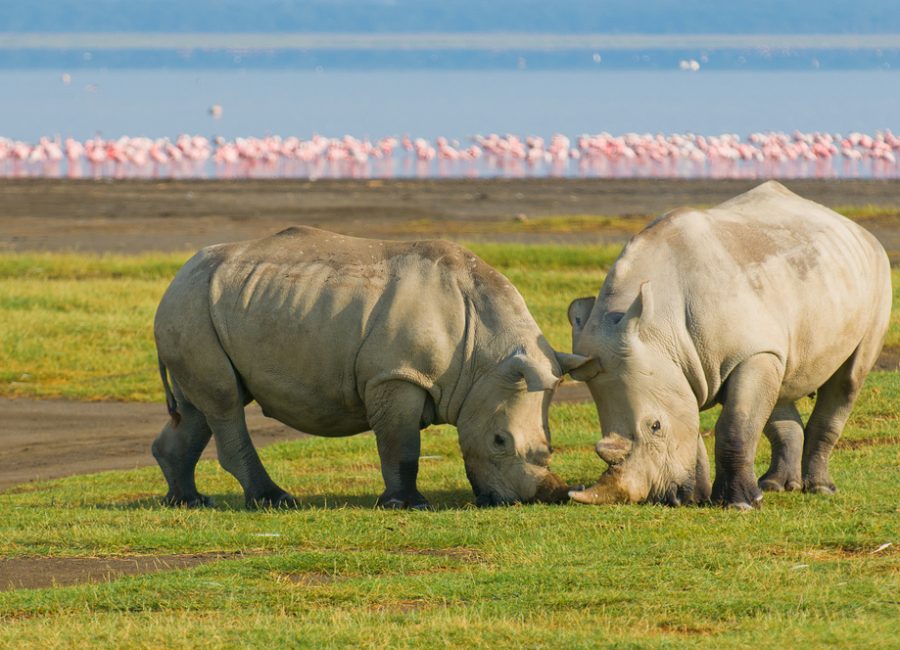 Lake Nakuru National Park rhinoceroses