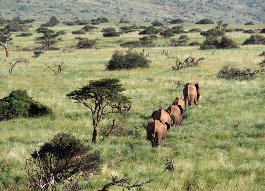 Lewa-Wildlife-Conservancy-Elephants-01