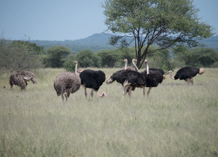 Tarangire National Park ostrich