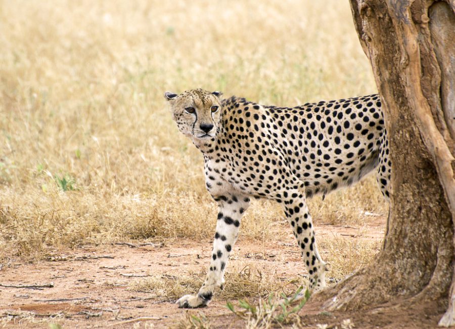 Tsavo West National Park cheetah