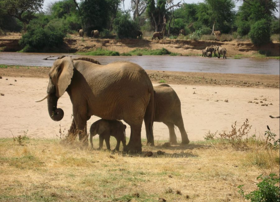 samburu2